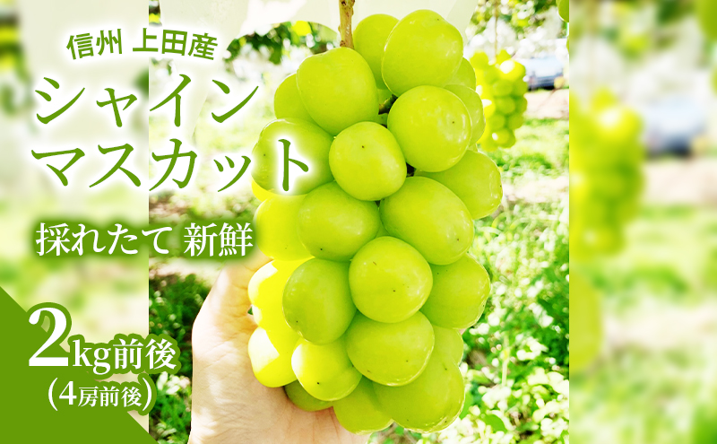 【2026年先行予約】 シャインマスカット 2kg前後 4房前後 ぶどう 葡萄 ブドウ マスカット 2kg 果物 くだもの フルーツ デザート 旬の果物 旬のフルーツ 長野県 長野