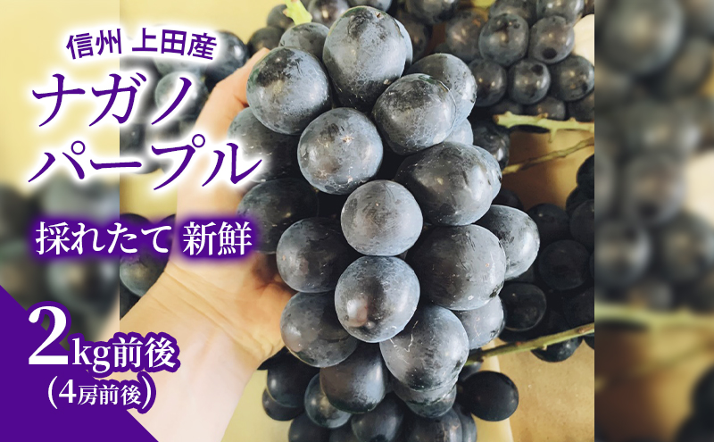 ナガノパープル 2kg前後 4房前後 ぶどう 葡萄 ブドウ 長野パープル 2kg 果物 くだもの フルーツ デザート 大粒 旬の果物 旬のフルーツ 長野県 長野