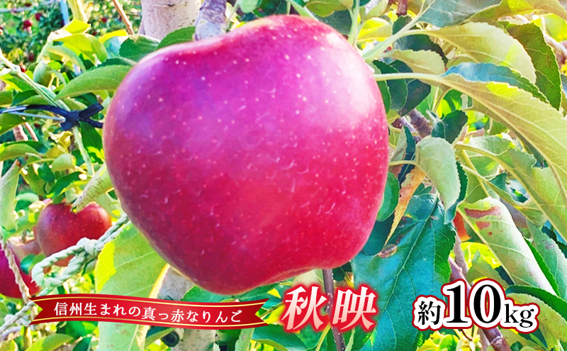 【2026年先行予約】 りんご 秋映 約10kg 林檎 リンゴ 10kg 果物 くだもの フルーツ デザート 旬の果物 旬のフルーツ 長野県 長野