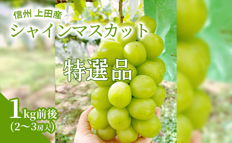 【2026年先行予約】 特選 シャインマスカット 1kg前後 2～3房 ぶどう 葡萄 ブドウ マスカット 1kg 果物 くだもの フルーツ デザート 旬の果物 旬のフルーツ ギフト 贈り物 プレゼント 長野県 長野