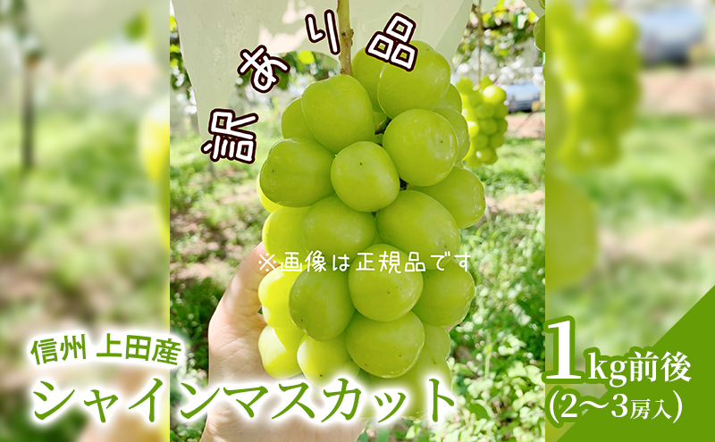 【2026年先行予約】 訳あり シャインマスカット 1kg前後 2～3房 ぶどう 葡萄 ブドウ マスカット 1kg 果物 くだもの フルーツ デザート 旬の果物 旬のフルーツ 訳アリ 長野県 長野