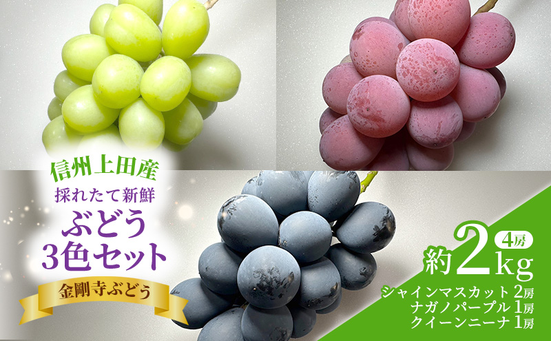 シャインマスカット ナガノパープル クイーンニーナ 信州上田産金剛寺ぶどう 3色 セット 信州上田産 約2kg 4房 詰め合わせ 葡萄 ブドウ 2kg 果物 くだもの デザート 旬のフルーツ 長野県