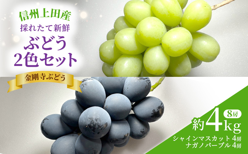 シャインマスカット ナガノパープル 信州上田産金剛寺ぶどう 2色 セット約4kg 8房 詰め合わせ 葡萄 ブドウ 4kg 果物 くだもの フルーツ デザート 旬の果物 旬のフルーツ 長野県 長野