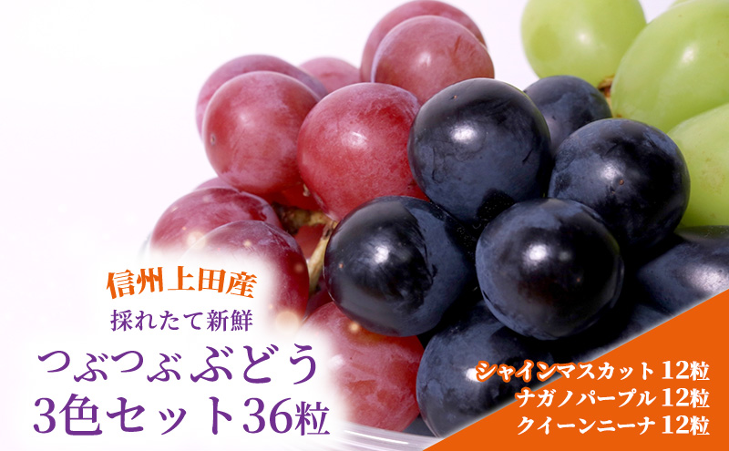 ぶどう 信州上田産 つぶつぶぶどう 3色 セット 36粒 シャインマスカット ナガノパープル クイーンニーナ 各12粒 詰め合わせ 葡萄 ブドウ  くだもの フルーツ 旬のフルーツ 長野県 長野: 上田市ANAのふるさと納税