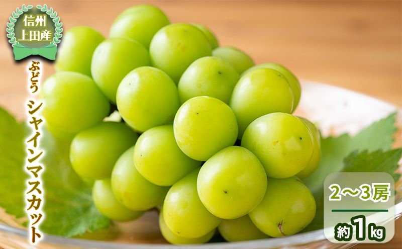 シャインマスカット 信州上田産 2房～3房 約1kg ぶどう 葡萄 ブドウ マスカット 1kg 果物 くだもの フルーツ デザート 旬の果物 旬のフルーツ 長野県 長野	