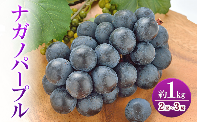ナガノパープル 約1kg 2房～3房 家庭用 ぶどう ブドウ 葡萄 ナガノパープル 種なし 果物 くだもの フルーツ 長野県 上田市 信州