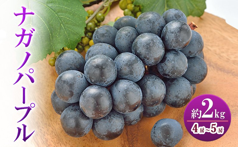 ナガノパープル 約2kg　4房～5房 家庭用 ぶどう ブドウ 葡萄 ナガノパープル 種なし 果物 くだもの フルーツ 長野県 上田市 信州