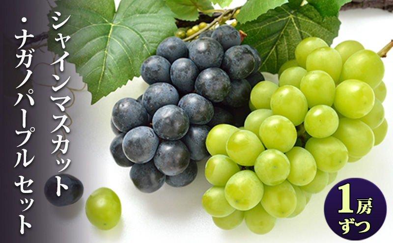 シャインマスカット ナガノパープル 1房セット 家庭用 ぶどう ブドウ 葡萄 シャイン マスカット  種なし 果物 くだもの フルーツ セット 長野県 上田市 信州
