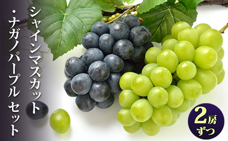 シャインマスカット ナガノパープル 2房セット 家庭用 ぶどう ブドウ 葡萄 シャイン マスカット  種なし 果物 くだもの フルーツ セット 長野県 上田市 信州