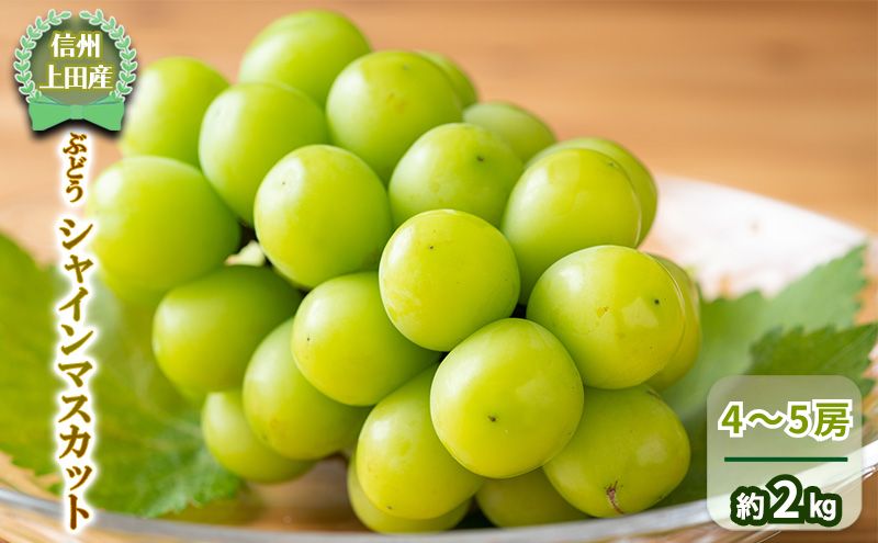 【信州上田産】 ぶどう シャインマスカット 4～5房 約2kg 葡萄 ブドウ マスカット 2kg 果物 くだもの フルーツ デザート 旬の果物 旬のフルーツ 長野県 長野