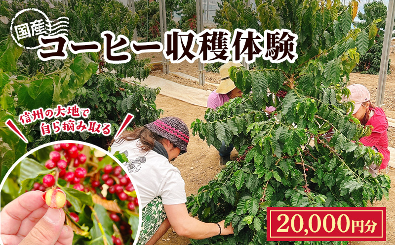 信州の大地で、自ら摘み取る「国産コーヒー収穫体験4名様分」20,000円分 コーヒーチェリー 収穫 試飲 体験 信州