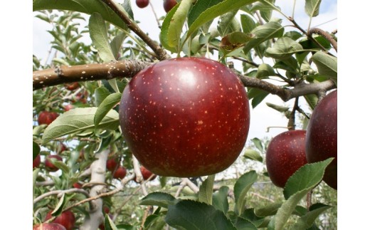 贈答用にも！JA信州うえだ「秋映」りんご 特秀5kg