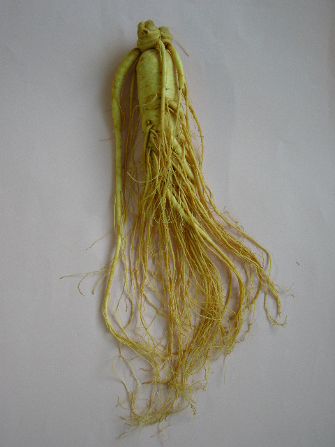 生高麗人参 6年根 大 150g 高麗人参 生 六年生 健康食品 健康 疲労回復 血行 改善 食品 美容 特産 薬膳 高麗人参酒 人参 調理 長野 信州