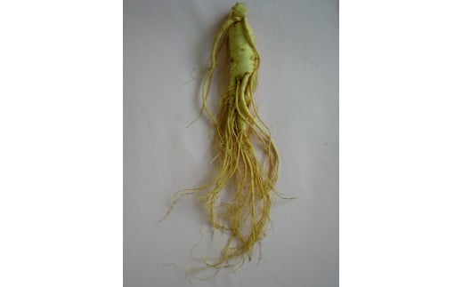 生高麗人参 6年根 特大 200g 高麗人参 生 六年生 健康食品 健康 疲労回復 血行 改善 食品 美容 特産 薬膳 高麗人参酒 人参 調理 長野 信州