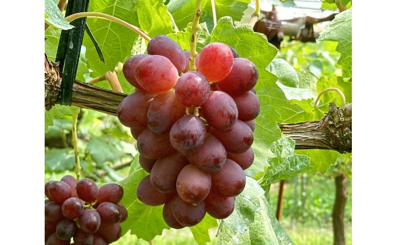 ぶどう クイーンルージュ(R) 信州上田産 金剛寺ぶどう 約2kg 4～5房 ぶどう 葡萄 ブドウ クイーンルージュ 2kg 果物 くだもの フルーツ デザート 旬の果物 旬のフルーツ 長野県 長野