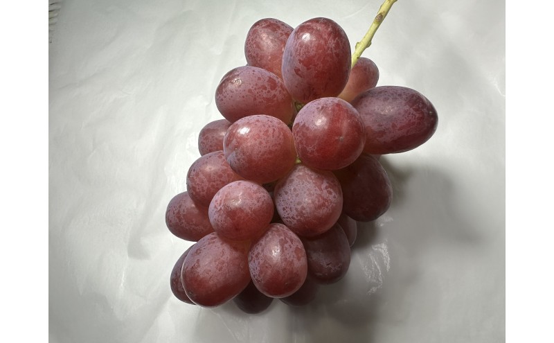 ぶどう クイーンルージュ(R) 信州上田産 金剛寺ぶどう 約2kg 4～5房 ぶどう 葡萄 ブドウ クイーンルージュ 2kg 果物 くだもの フルーツ デザート 旬の果物 旬のフルーツ 長野県 長野