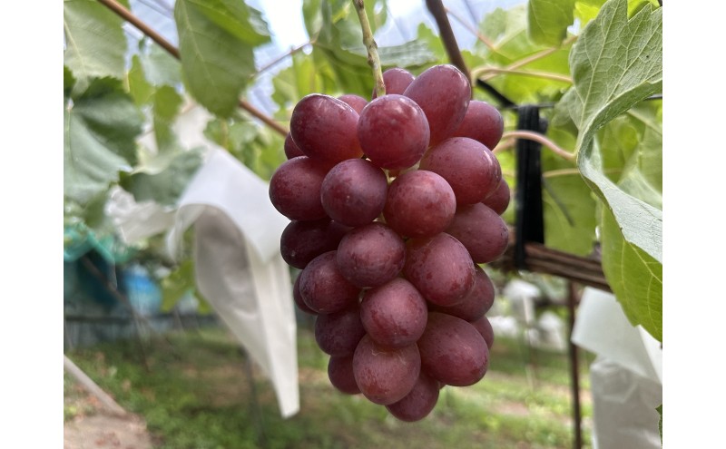 ぶどう クイーンルージュ(R) 信州上田産 金剛寺ぶどう 約4kg 8?10房 ぶどう 葡萄 ブドウ クイーンルージュ 4kg 果物 くだもの フルーツ デザート 旬の果物 旬のフルーツ 長野県 長野