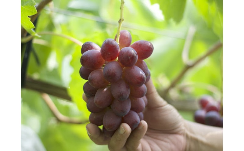 ぶどう クイーンルージュ(R) 信州上田産 金剛寺ぶどう 約4kg 8?10房 ぶどう 葡萄 ブドウ クイーンルージュ 4kg 果物 くだもの フルーツ デザート 旬の果物 旬のフルーツ 長野県 長野