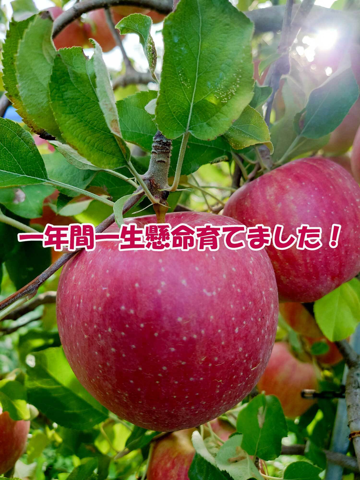 シャキシャキ葉とらず ふじりんご 約5kg 特別栽培農産物 長野県産 りんご リンゴ フルーツ 果物 おやつ デザート 信州 上田 贈答用