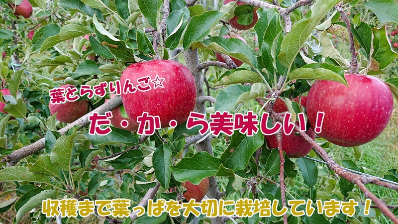 シャキシャキ葉とらず ふじりんご 約5kg 特別栽培農産物 長野県産 訳あり りんご リンゴ フルーツ 果物 おやつ デザート 信州 上田 家庭用