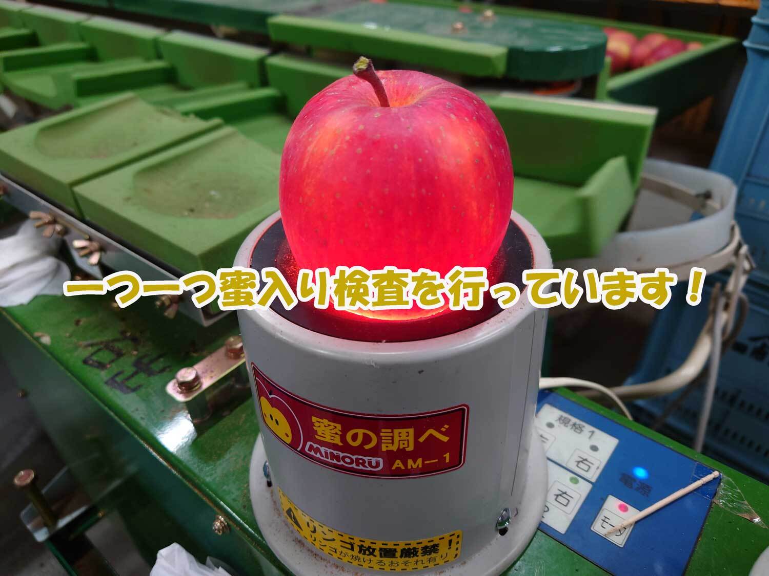 シャキシャキ葉とらず ふじりんご 約5kg 特別栽培農産物 長野県産 訳あり りんご リンゴ フルーツ 果物 おやつ デザート 信州 上田 家庭用