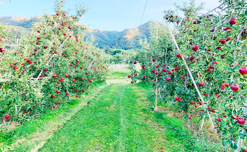 【2026年産】 訳あり りんご 秋映 約3kg 林檎 リンゴ 果物 くだもの フルーツ デザート 旬の果物 旬のフルーツ 訳アリ 長野県 長野 信州