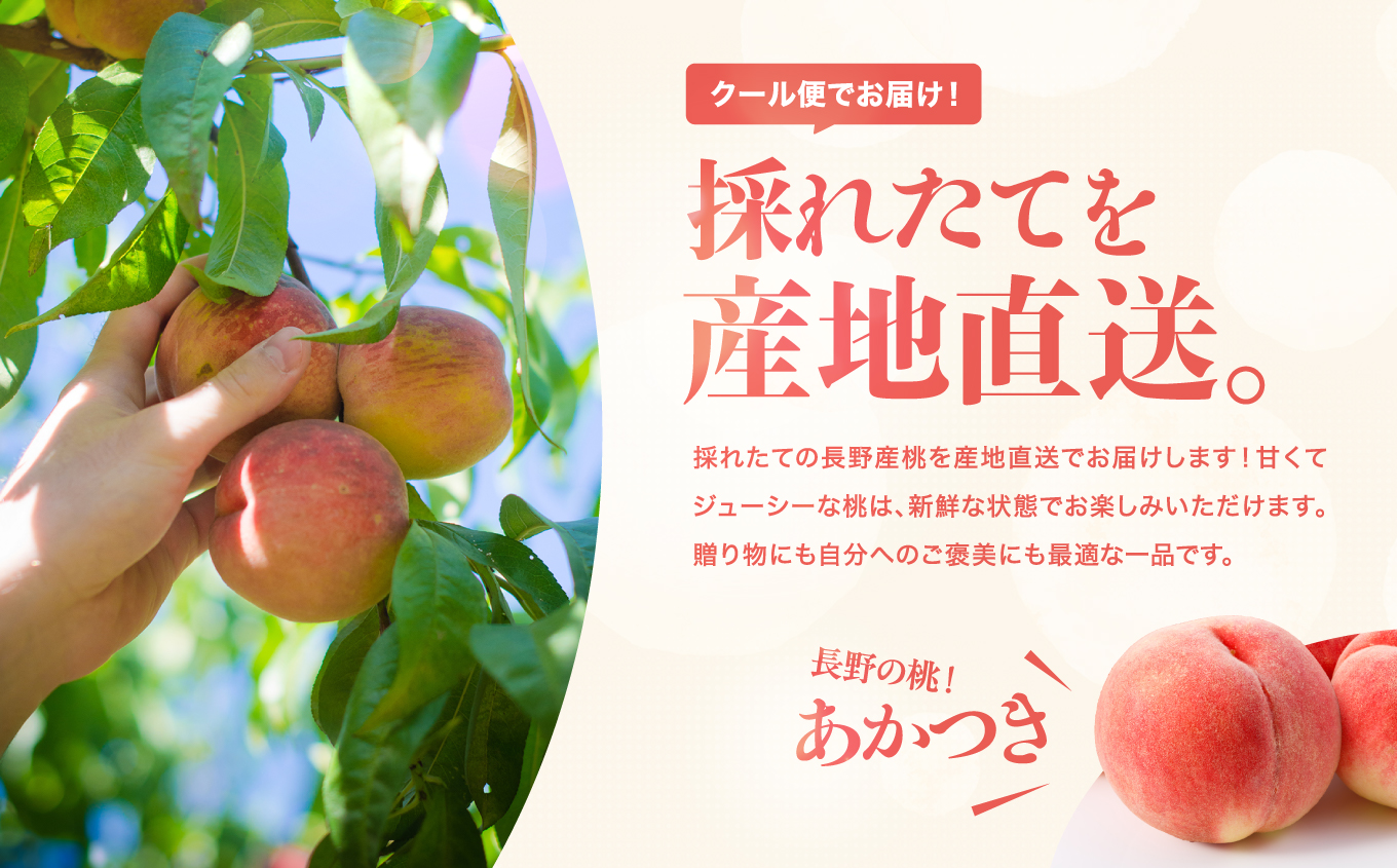 【2026年予約販売】 長野県産 桃 あかつき 秀品 約3kg〈2026年7月中旬～8月中旬発送〉| 桃 もも モモ あかつき 長野県 産地直送 くだもの 果物 フルーツ デザート 送料無料 長野県 飯田市