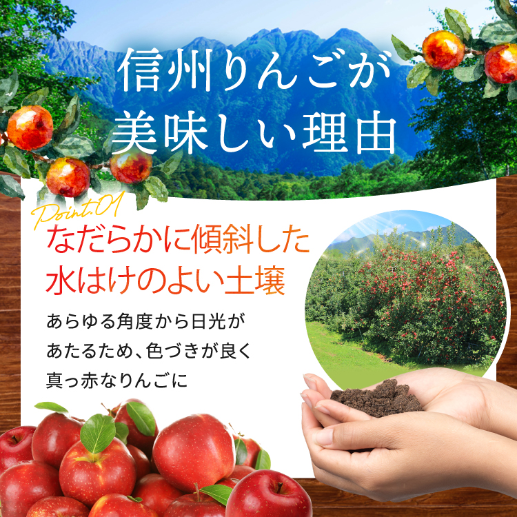 【2026先行予約】人気の品種! 長野県産 りんご ( サンふじ ) 約5kg ＜2026年11月下旬～12月中旬発送＞ | 果物 くだもの フルーツ りんご 林檎 リンゴ サンふじ 長野県 信州 南信州 飯田市