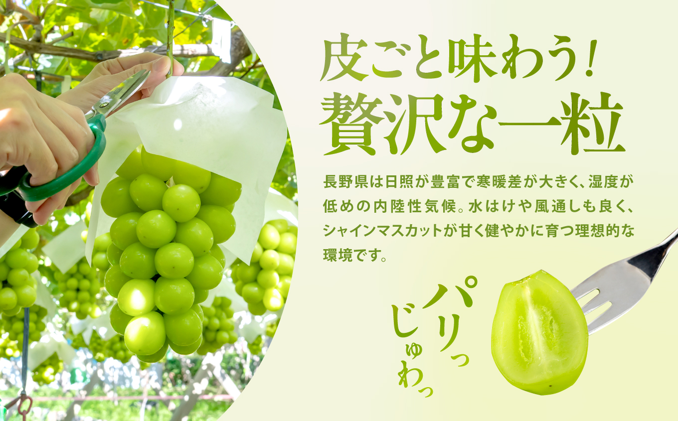 【2026先行予約】大人気! 長野県産 シャインマスカット 秀品 約2kg〈2026年9月下旬～11月上旬発送〉| 果物 くだもの フルーツ ぶどう ブドウ 葡萄 長野県 信州 南信州 飯田市