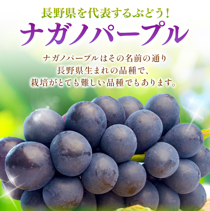 【2026年予約販売】皮ごと OK! 長野県産 種なし ナガノパープル 約2kg 秀品 〈2026年8月下旬～10月上旬発送〉 | 果物 くだもの フルーツ ぶどう ブドウ 葡萄 ナガノパープル 種なし 長野県 信州 南信州 飯田市