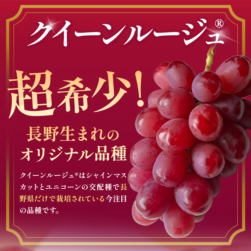 【2026先行予約】産地厳選! 長野県産 クイーンルージュ ® 秀品 約2kg〈2026年10月中旬～11月上旬発送〉| 果物 くだもの フルーツ ぶどう ブドウ 葡萄 クイーンルージュ® 種なし 長野県 信州 南信州 飯田市