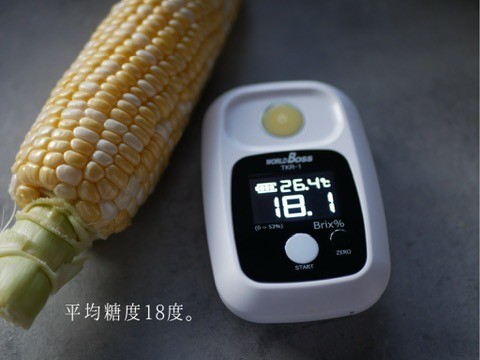 ＜2026年分先行受付＞南信州産 完熟生とうもろこし 約3kg(6本～8本) | とうもろこし トウモロコシ 野菜 ジューシー 農家直送 栄養 健康 生食 茹で 焼き おやつ おつまみ 長野県 飯田市 信州