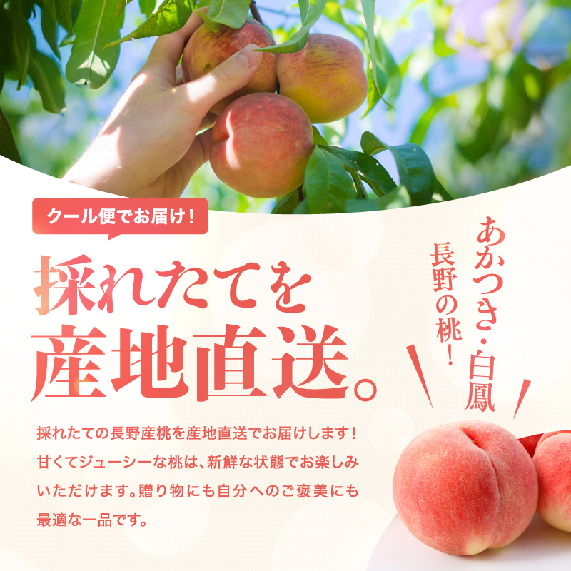 南信州産「桃」約3kg〈あかつき・白鳳〉【2026年7月より順次発送】 | 果物 くだもの フルーツ 柿 桃 もも あかつき 白鳳 長野県 信州 南信州 飯田市