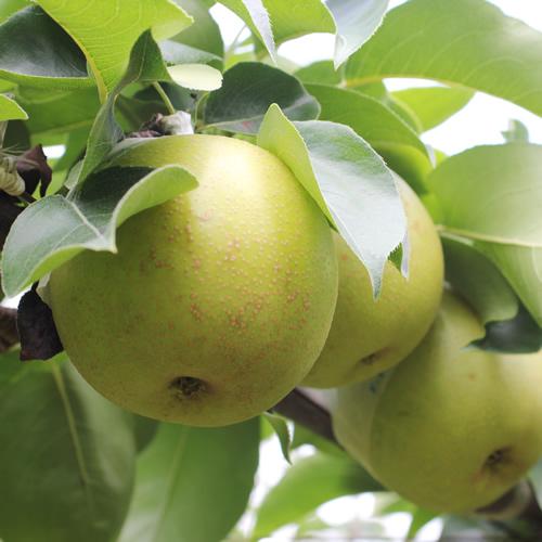 滴る程にジューシーな梨 長野県産　なし(二十世紀) 約3kg 秀品〈2025年9月上旬～9月末発送〉