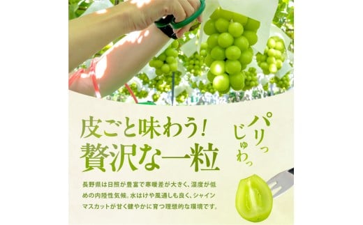 【大人気!】長野県産・シャインマスカット(約1kg) 秀品〈2025年9月中旬～11月上旬発送〉