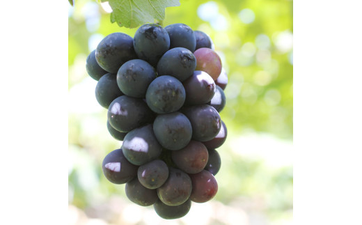 【皮ごとOK!】長野県産・種なしナガノパープル(約1kg) 秀品〈2025年8月下旬～9月下旬発送〉