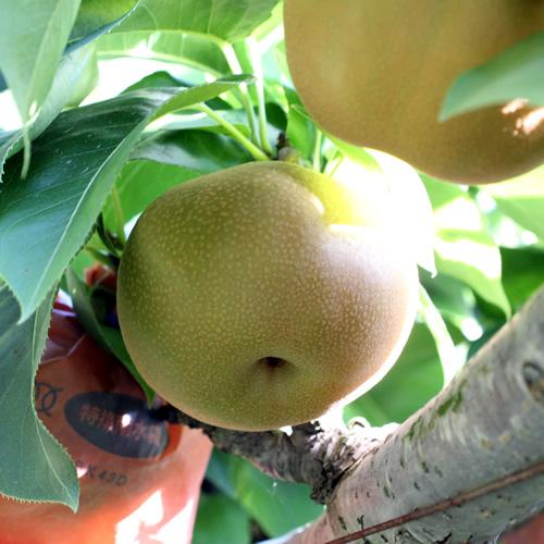 ジューシーで甘い梨!長野県産 なし(南水) 約5kg 秀品〈2025年9月中旬～10月中旬発送〉