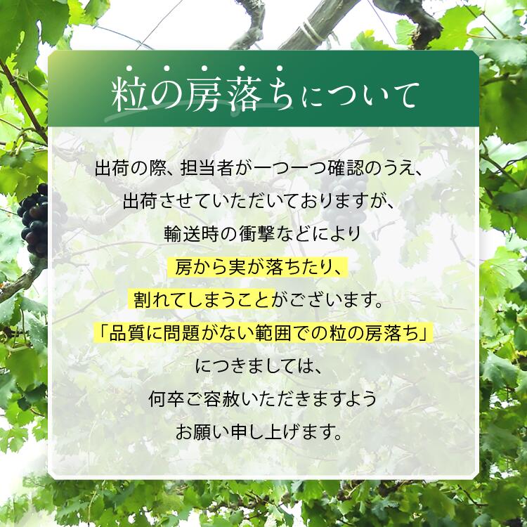 【2026年予約販売】皮ごと OK! 長野県産 種なし ナガノパープル 約2kg 秀品 〈2026年8月下旬～10月上旬発送〉 | 果物 くだもの フルーツ ぶどう ブドウ 葡萄 ナガノパープル 種なし 長野県 信州 南信州 飯田市