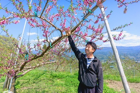 【2026先行予約】 桃 南信州産 あかつき 約5kg 秀品 | もも モモ 果物 くだもの フルーツ ジューシー 信州 南信州 送料無料 先行予約 ふるさと納税 長野県 飯田市