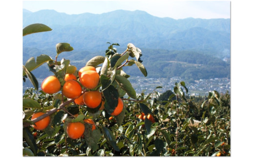 市田柿 贈答用 化粧箱入り 個包装 大粒 10粒 約280g ＪＡみなみ信州ＤＭセンター | 柿 かき 干し柿 干しがき 市田柿 信州 国産 特産品 ドライフルーツ 甘い 果物 フルーツ くだもの 送料無料 ふるさと納税 長野県 飯田市 贈答用化粧箱入り 大粒10粒