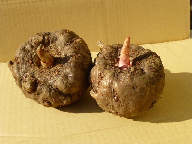 こんにゃく 8種類 セット ｜ 蒟蒻 こんにゃく 手作り お取り寄せ バラエティ セット 詰め合わせ 長野県 飯田市