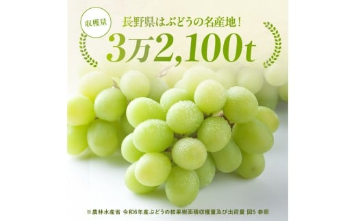 【大人気!】長野県産・シャインマスカット(約1kg) 秀品〈2025年9月中旬～11月上旬発送〉