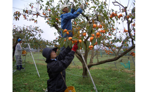 【もっちり食感と上品な甘さが魅力】 新物 市田柿 24個セット |  柿 干し柿 果物 フルーツ 美味しい お取り寄せ グルメ ギフト プレゼント 贈り物 手土産 名産品 ドライフルーツ 長野県 飯田市 新物 24個