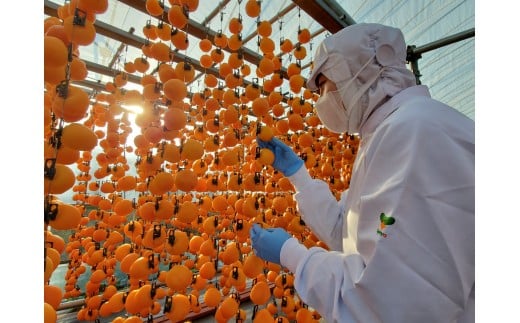 冷凍 熟成 市田柿 贈答用 12個 | 柿 干し柿 干しがき 果物 フルーツ 干柿 おやつ お菓子 スイーツ おつまみ お取り寄せ グルメ ギフト プレゼント 贈り物 手土産 名産品 ドライフルーツ長野県 飯田市 信州 12個