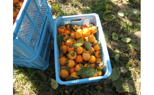 もっちり食感と上品な甘さが魅力 新物 市田柿 12個セット ? 柿 干し柿 果物 フルーツ ドライフルーツ 和菓子 ギフト 贈り物 プレゼント 人気 長野県 飯田市 新物 12個