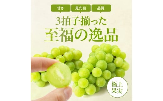 【大人気!】長野県産・シャインマスカット(約1kg) 秀品〈2025年9月中旬～11月上旬発送〉