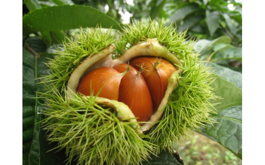 厳選 した 長野県産 の 栗 を 贅沢 に 使用! 栗きんとん 16個 | くりきんとん 栗 くり 和栗 国産 長野県産 秋 菓子 和菓子 職人 手作り 和 スイーツ デザート 口どけ なめらか 個包装 1箱 16個入 贈答 ギフト 手土産 長野県 飯田市