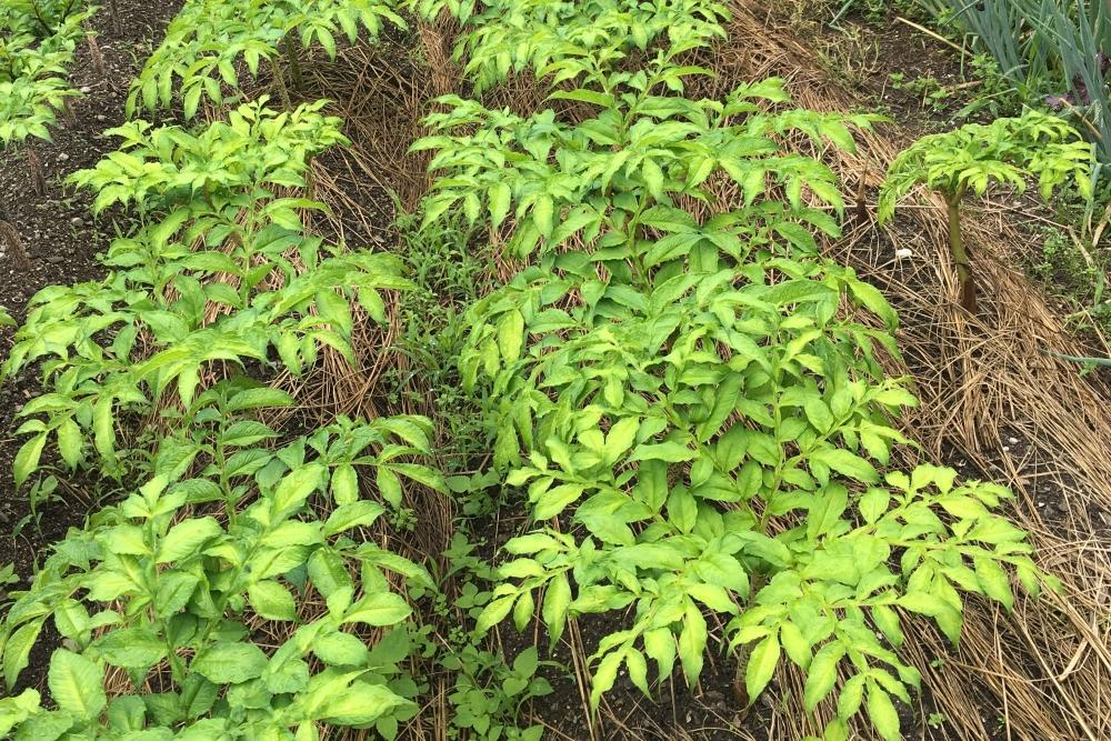 こんにゃく 8種類 セット ｜ 蒟蒻 こんにゃく 手作り お取り寄せ バラエティ セット 詰め合わせ 長野県 飯田市