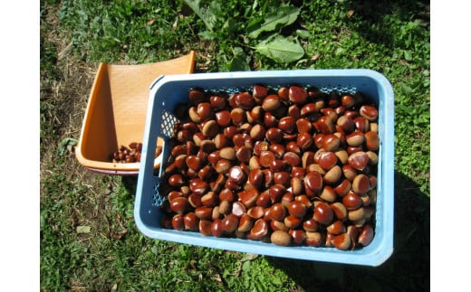 厳選 した 長野県産 の 栗 を 贅沢 に 使用! 栗きんとん 16個 | くりきんとん 栗 くり 和栗 国産 長野県産 秋 菓子 和菓子 職人 手作り 和 スイーツ デザート 口どけ なめらか 個包装 1箱 16個入 贈答 ギフト 手土産 長野県 飯田市