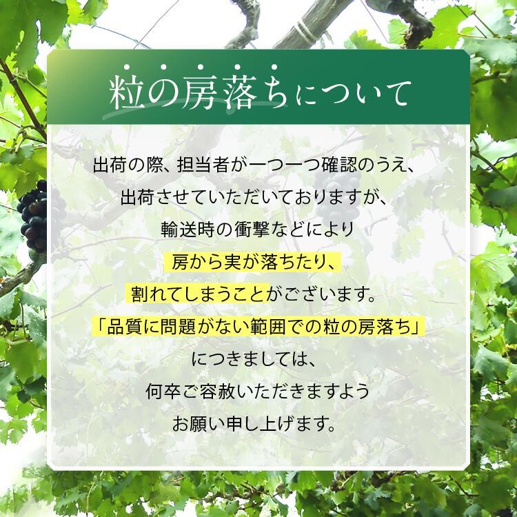 【皮ごとOK!】長野県産・ 種なし ナガノパープル (約2kg) 秀品〈2025年8月下旬～9月下旬発送〉 | 果物 くだもの フルーツ ぶどう ブドウ 葡萄 ナガノパープル 種なし 長野県 信州 南信州 飯田市